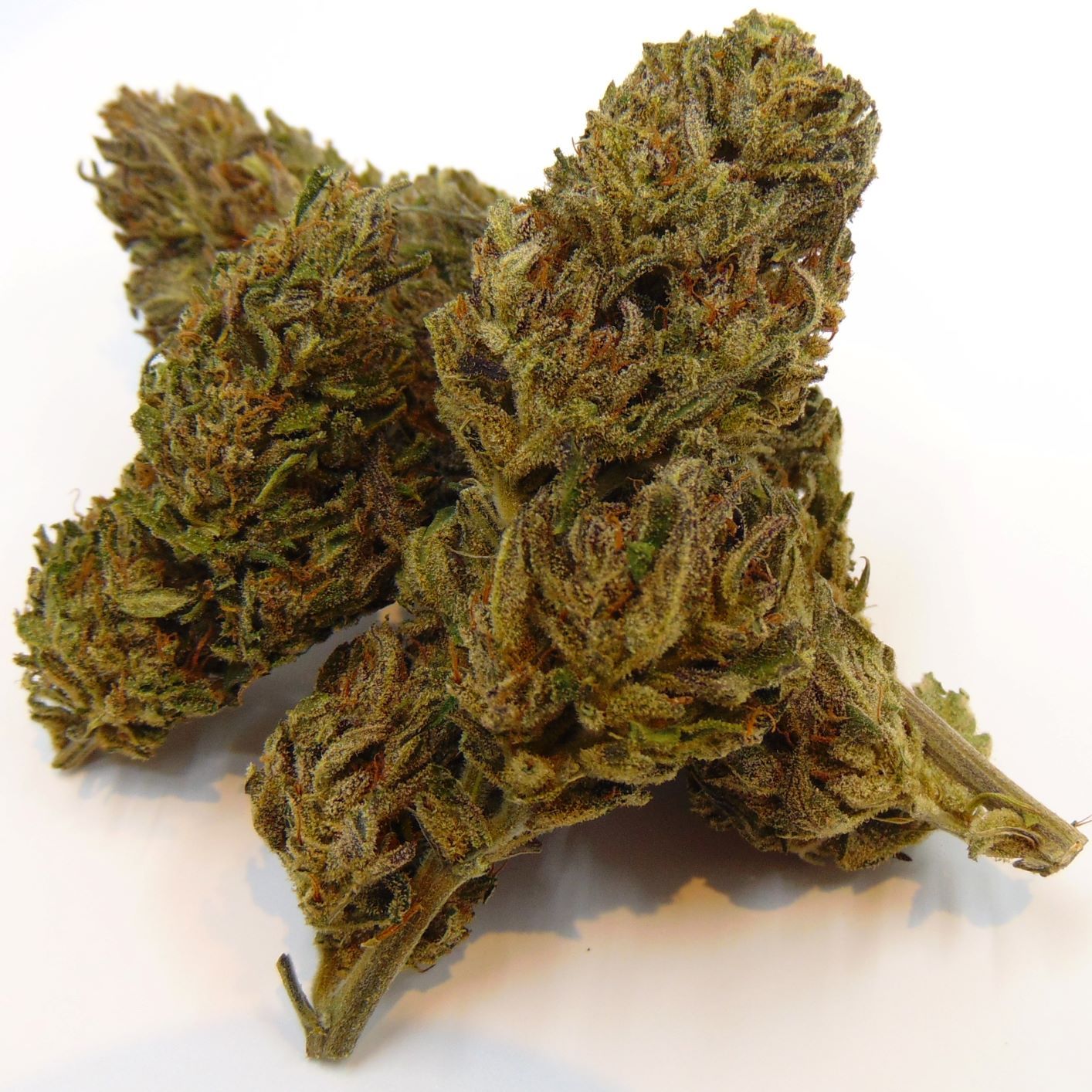 Hawaiian Haze (Greenhouse) - Image 2