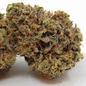Electric Buffalo (Hydroponic)